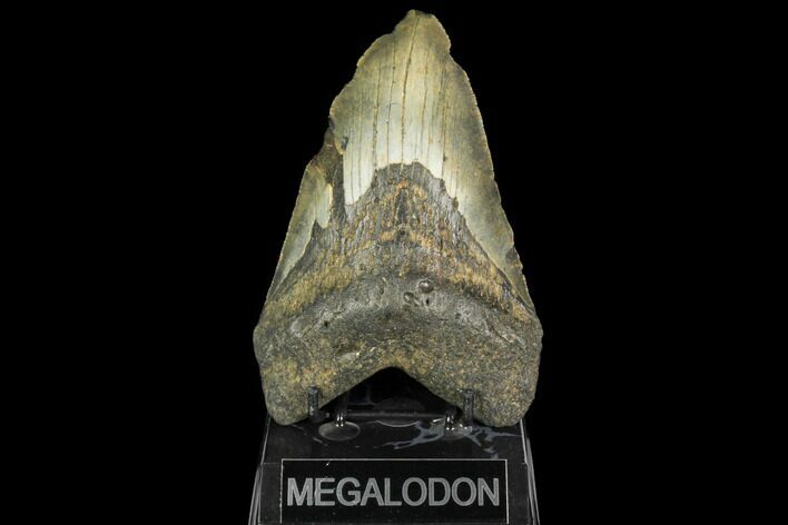 Bargain, Fossil Megalodon Tooth - Foot Shark #147403